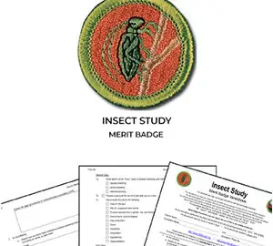 Insect Study Merit Badge