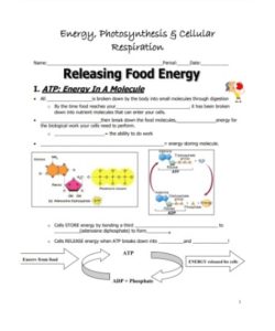 Cellular Respiration Worksheet PDF – Scouting Web