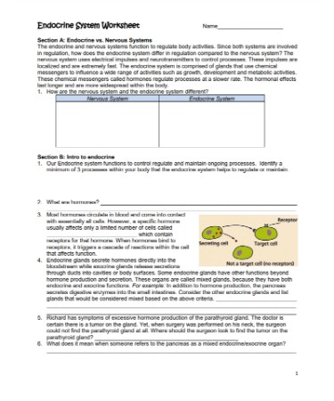 Endocrine System Worksheet PDF