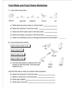 ⛓ Food Chain Worksheet PDF - Free Download (PRINTABLE)