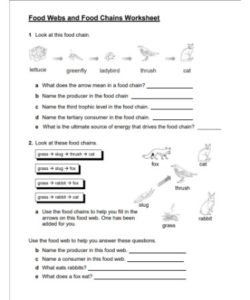 🥫 Food Web Worksheet PDF - Free Download (PRINTABLE)