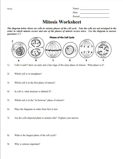 Mitosis Worksheet PDF – Scouting Web