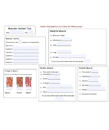 Muscular System Worksheet PDF