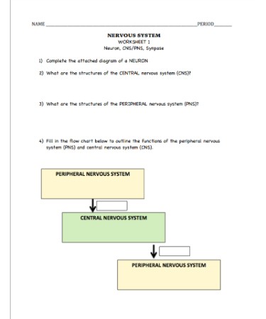 Nervous System Worksheet PDF