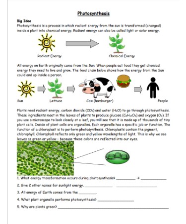 Photosynthesis Worksheet Pdf Free Download Printable