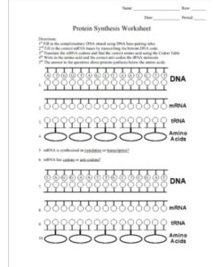 Protein Synthesis Worksheet PDF - Free Download (PRINTABLE)