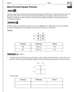 ⬜ Punnett Square Practice Worksheet PDF - Free Download (PRINTABLE)