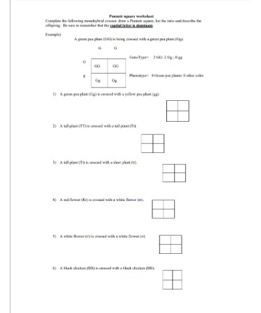 Punnett Square Worksheet Pdf Free Download Printable