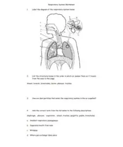 Respiratory System Worksheet PDF – Scouting Web