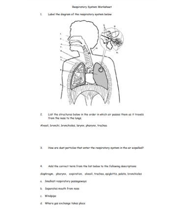 Respiratory System Worksheet PDF – Scouting Web