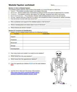 💪 Skeletal System Worksheet PDF - Free Download (PRINTABLE)