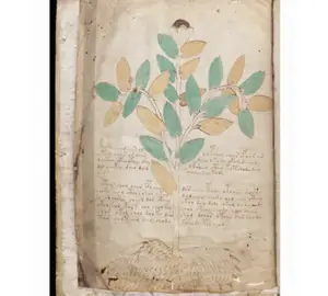 voynich manuscript pdf